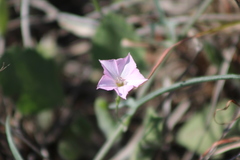 Convolvulus equitans equitans