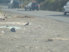 Daptrius megalopterus