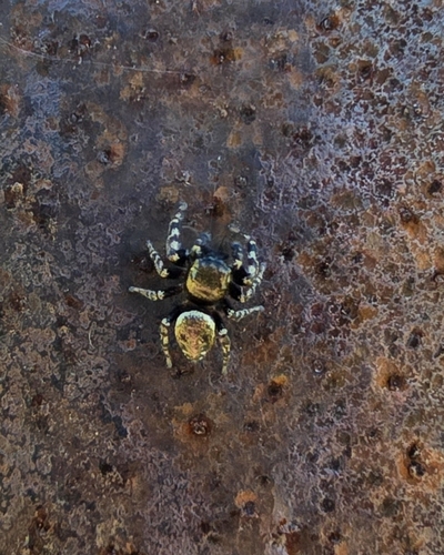 iNaturalist observation photo of Coppered White-cheeked Jumping Spider