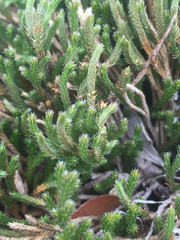 Selaginella corallina