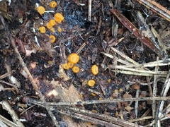 Arachnopeziza aurelia