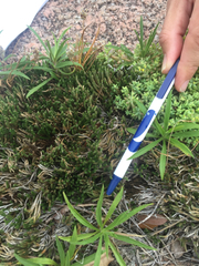 Selaginella corallina