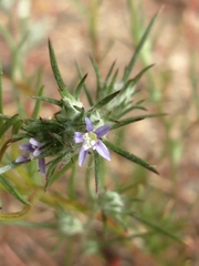 Eriastrum filifolium