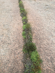 Selaginella corallina