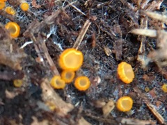 Arachnopeziza aurelia