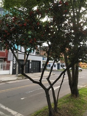Cotoneaster multiflorus