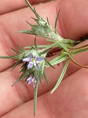 Eriastrum filifolium