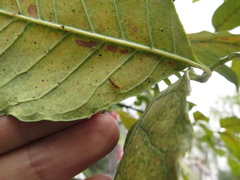 Tropidosteptes chapingoensis