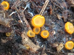 Arachnopeziza aurelia