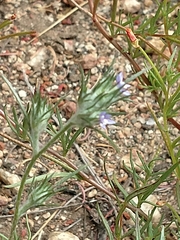 Eriastrum filifolium