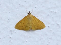 Loxomorpha flavidissimalis