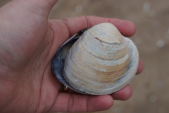 Mercenaria mercenaria