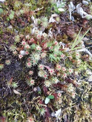 Polytrichum piliferum