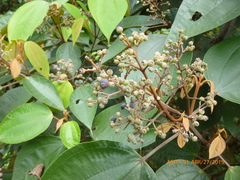 Miconia caudata
