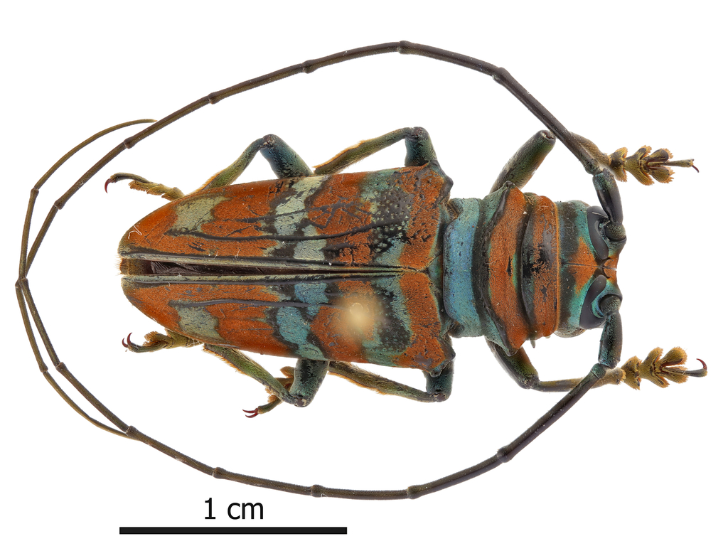 Sternotomis pulchra