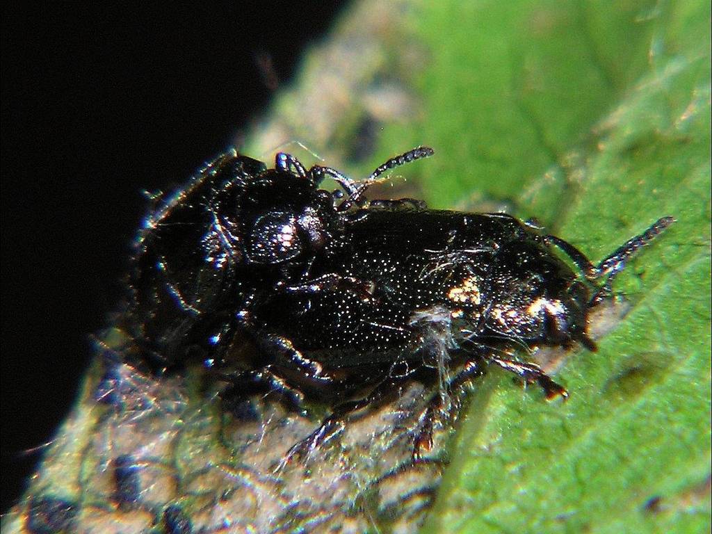 California Willow Leaf Beetle