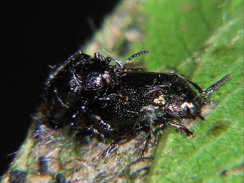 California Willow Leaf Beetle