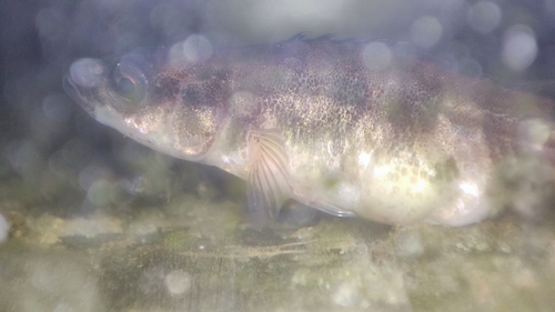Ninespine Stickleback, Wageningen, NL-GE, NL, photo 10 of 10