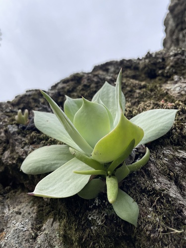 Dudleya viscida