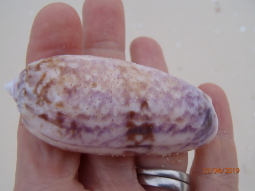 Oliva miniacea