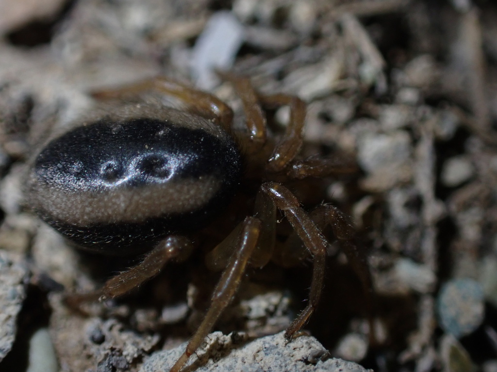 Urocteinae from Tehran, IR on April 18, 2024 at 1101 PM by Kian