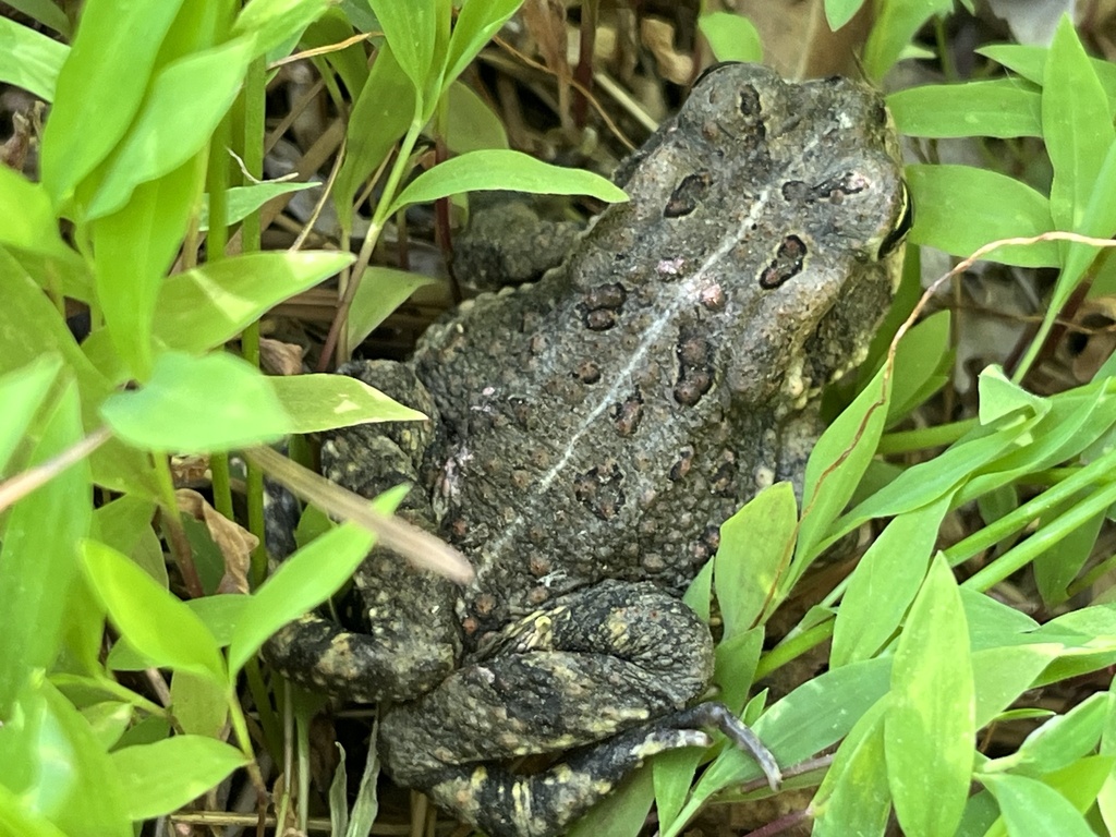 Fowler's Toad from Tannenhill Trail, Holly Springs, NC, US on April 18 ...