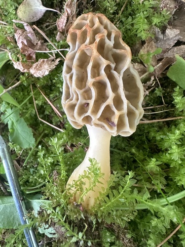 Morchella