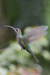 Violet Sabrewing photo 2