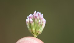Trifolium gracilentum