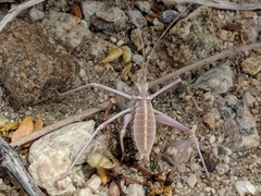 Arethaea brevicauda