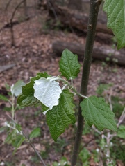 Populus