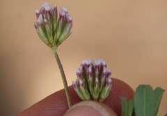 Trifolium gracilentum