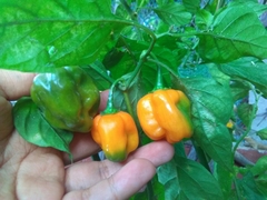 Capsicum chinense