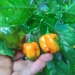 Aji Pepper - Photo (c) majomendezco, some rights reserved (CC BY-NC)