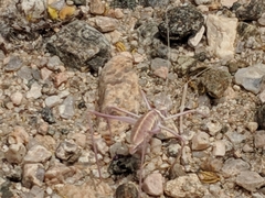 Arethaea brevicauda