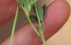 Trifolium gracilentum