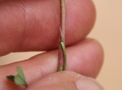 Trifolium gracilentum