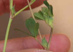 Trifolium gracilentum