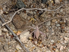 Arethaea brevicauda