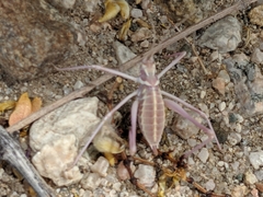 Arethaea brevicauda