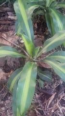 Dracaena fragrans