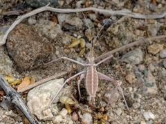 Arethaea brevicauda
