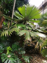 Chelyocarpus dianeurus