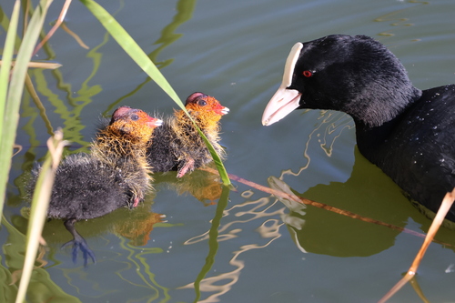 Eurasian Coot (Fulica atra)