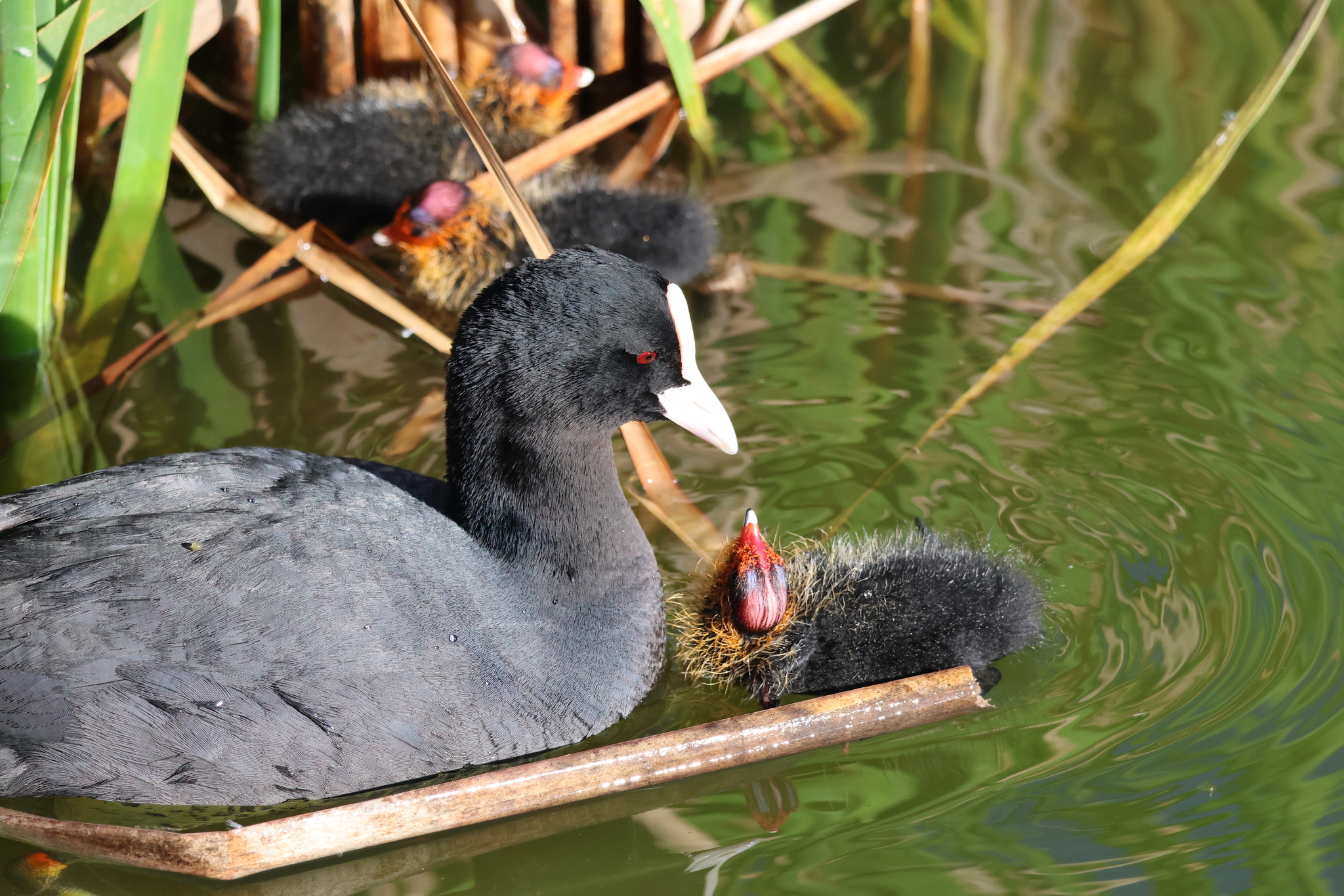 Eurasian Coot (Fulica atra)