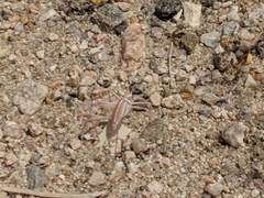 Arethaea brevicauda