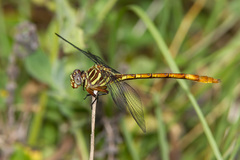 Aphylla angustifolia