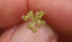 Plectritis congesta brachystemon