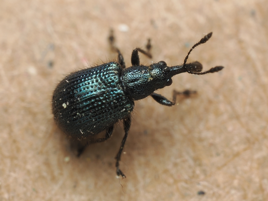 Neocoenorhinidius