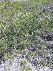 Vachellia aroma